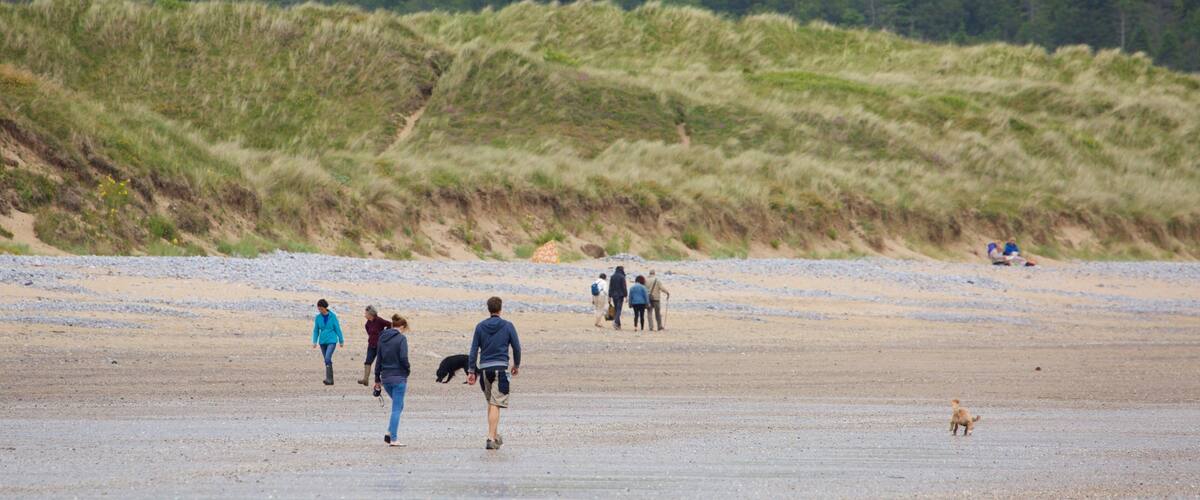 A sandy beach with people walking and a dog.
