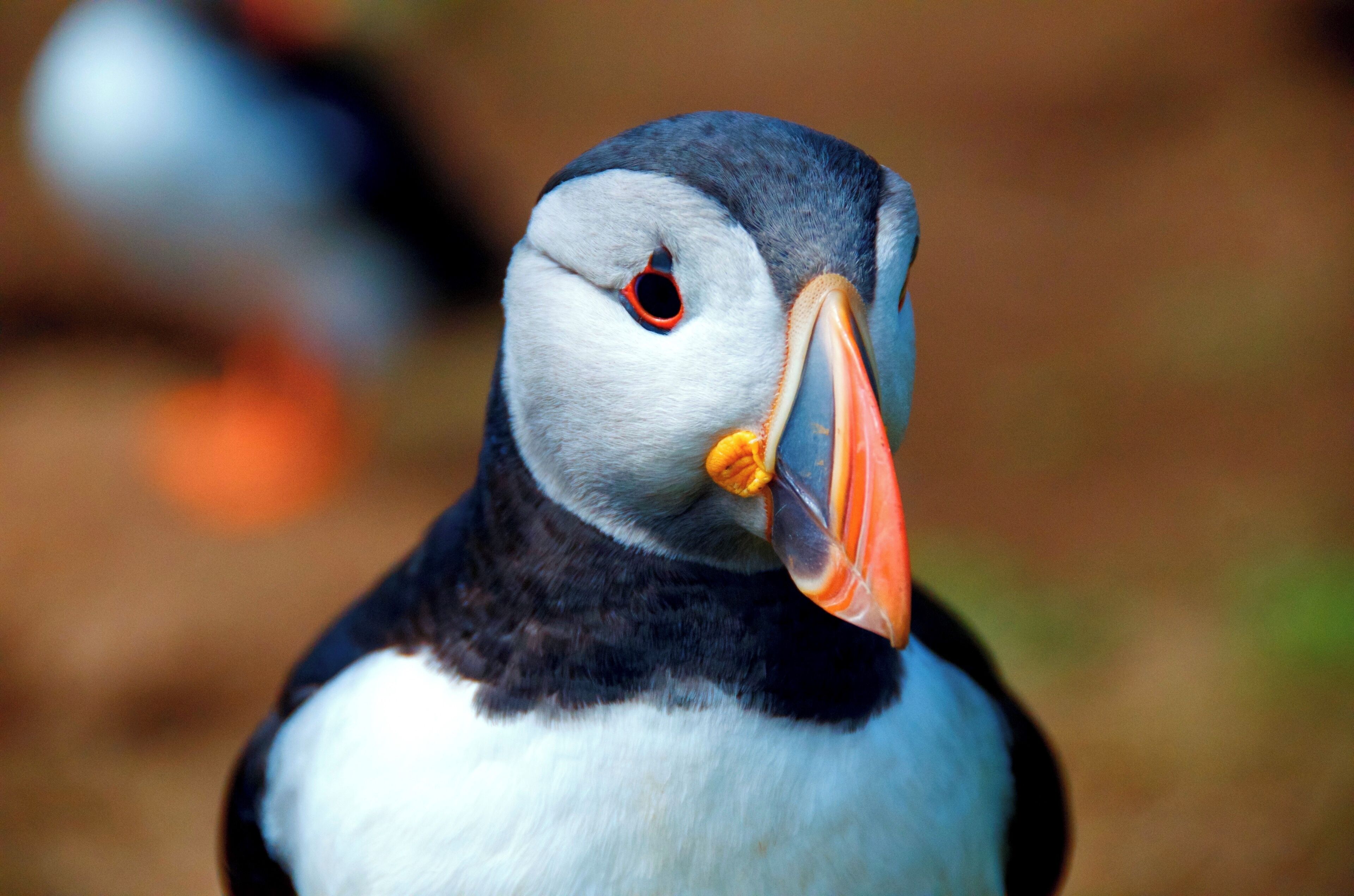 Skomer Island, Wales