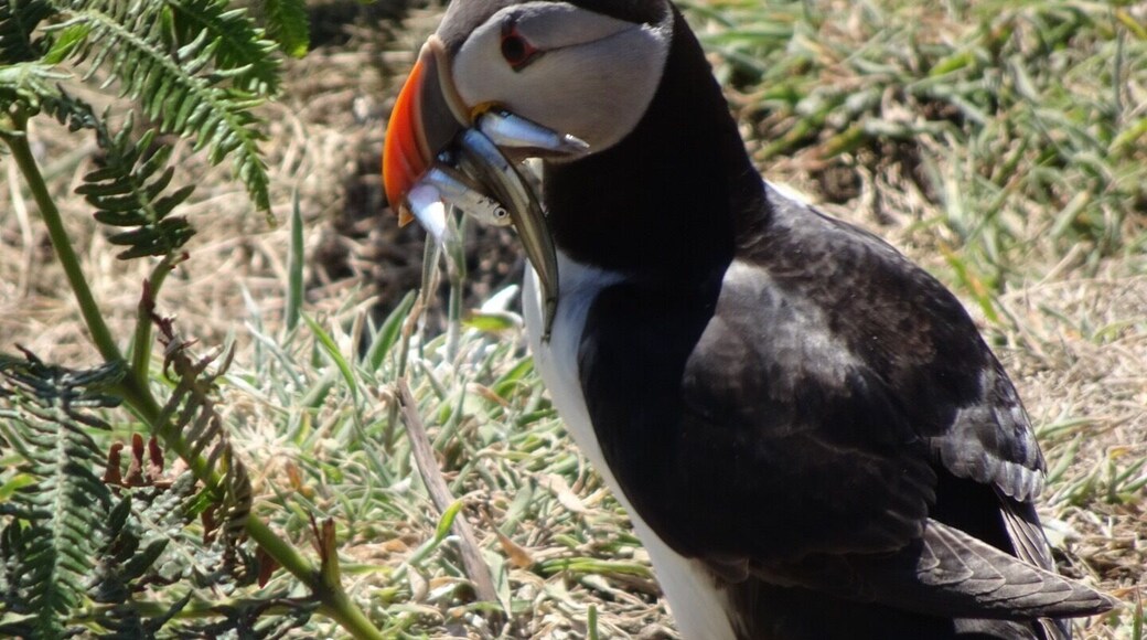 A place to visit especially in May to June when the Puffins nest on the island. If you are lucky you can catch shots of them with fish in their mouths ready to feed their young.