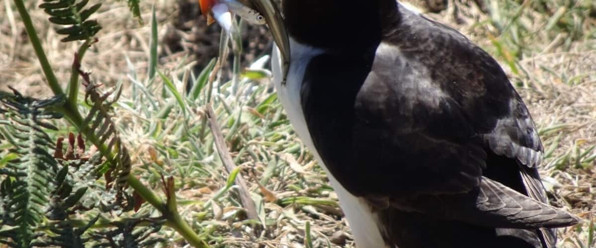 A place to visit especially in May to June when the Puffins nest on the island. If you are lucky you can catch shots of them with fish in their mouths ready to feed their young.