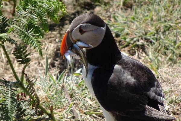 A place to visit especially in May to June when the Puffins nest on the island. If you are lucky you can catch shots of them with fish in their mouths ready to feed their young.