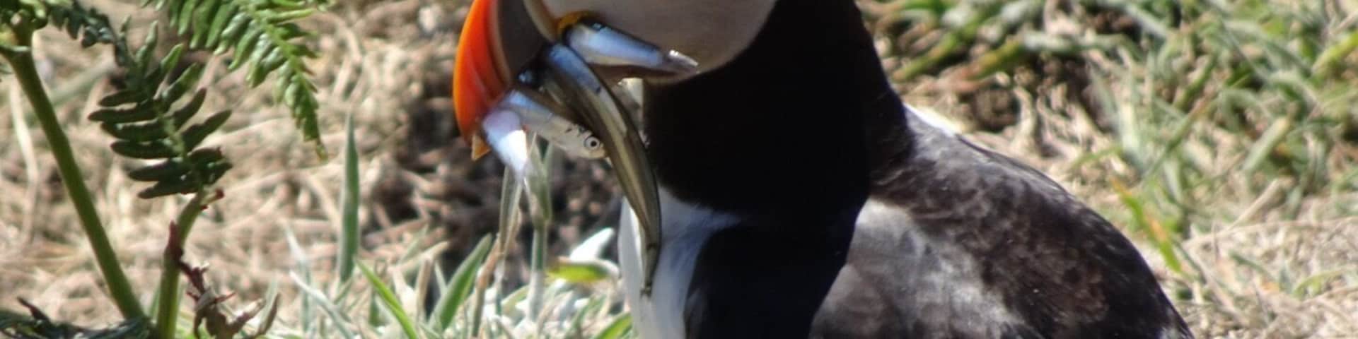 A place to visit especially in May to June when the Puffins nest on the island. If you are lucky you can catch shots of them with fish in their mouths ready to feed their young.