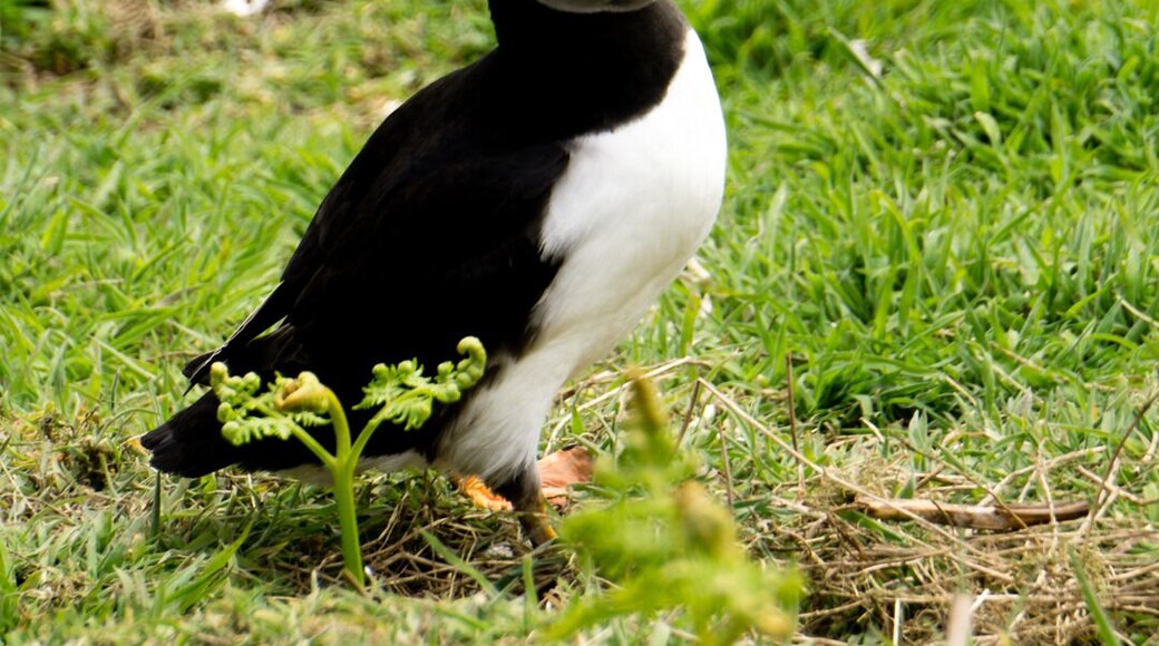 If you love Puffins, you definitely have to go to Skomer Island in South Wales. During season (may- mid july), the hole island is full of those lovely birds. But be aware that tickets are strictly limited to a maximum of 250 per day. They are offered on a first come first served basis, so be at the ticket shop early enough.
#Wales #Nature #Skomer #wildlife #Puffin