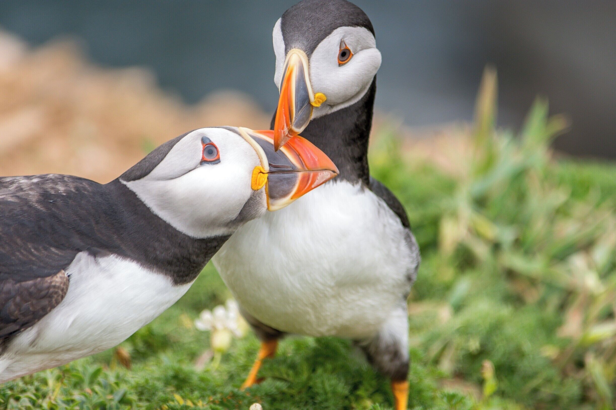 The Island of Skomer just off the Pembrokeshire coast is home for a short time each year to a colony of Atlantic Sea Puffins. Its well worth the trip to see these amazing birds. 