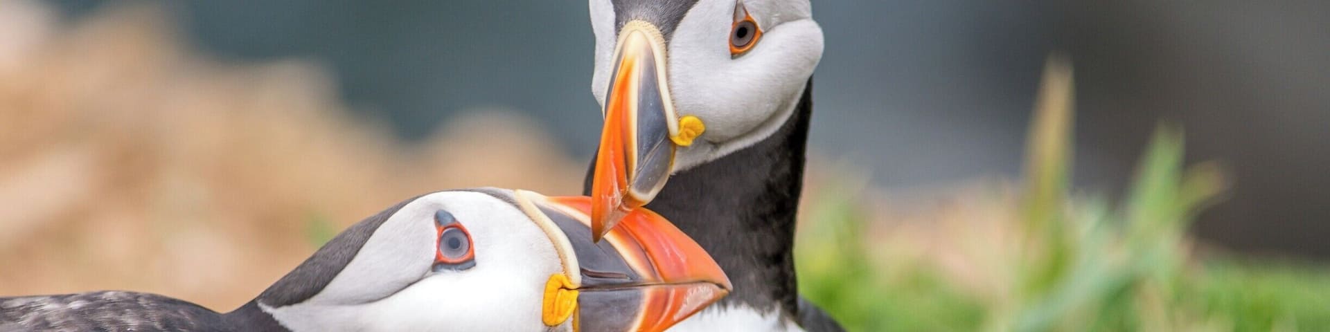 Two puffins on grass.