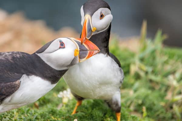 Two puffins on grass.