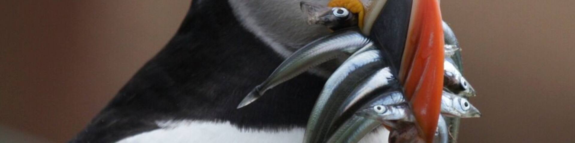 Skinner is a great place for bird watching. The number of daily visitors is limited to protect the environment, so it's not always possible to get there. On Monday late June we recorded 36 species.