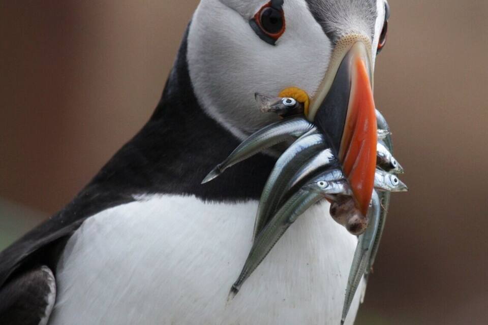 A puffin with its beak full of fish.