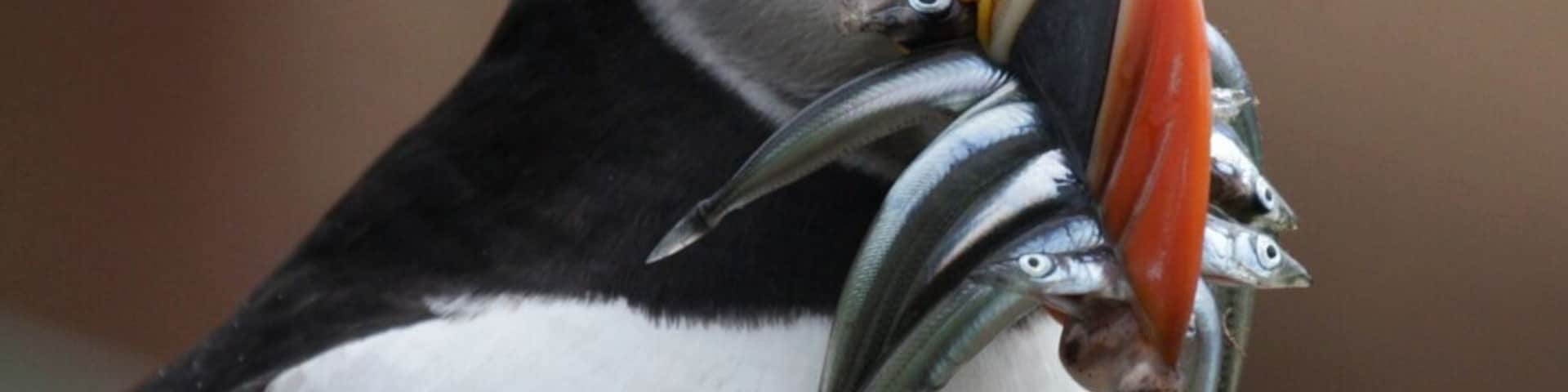 Skinner is a great place for bird watching. The number of daily visitors is limited to protect the environment, so it's not always possible to get there. On Monday late June we recorded 36 species.