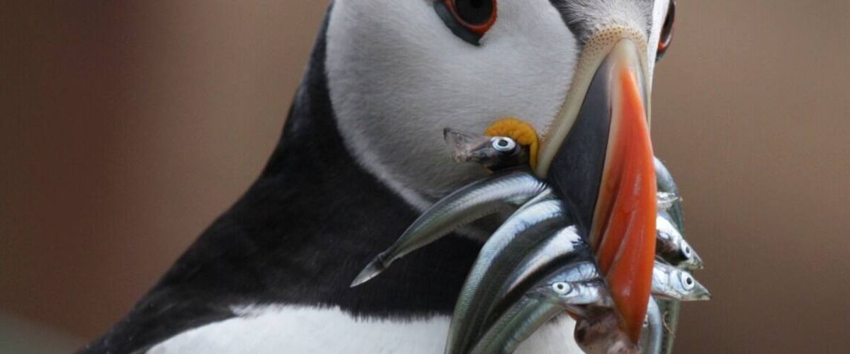A puffin with its beak full of fish.
