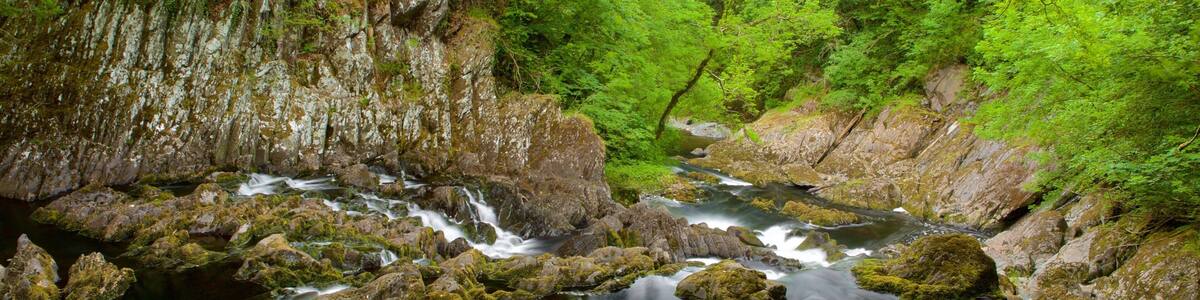 Swallow Falls showing forest scenes and a river or creek