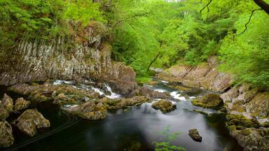 Swallow Falls which includes a river or creek and forest scenes