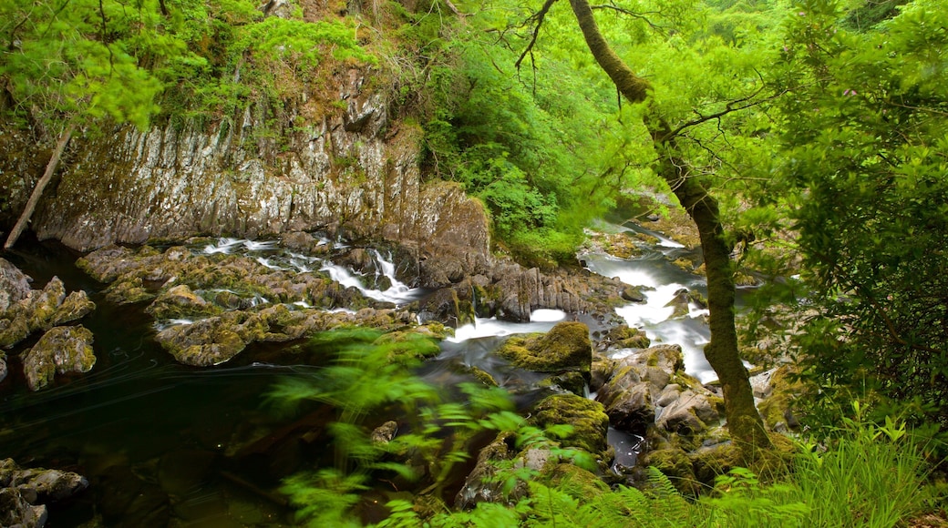 Swallow Falls ofreciendo rápidos, un río o arroyo y selva