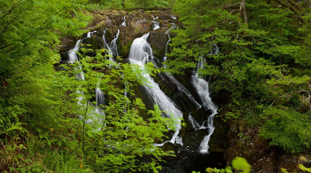 Swallow Falls ofreciendo selva y una catarata