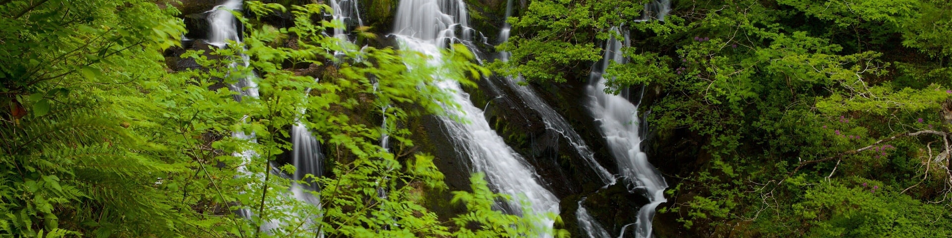 Swallow Falls which includes rainforest and a waterfall