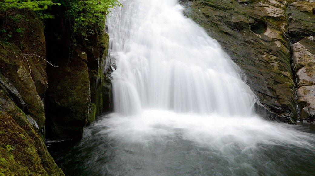 Swallow Falls which includes a cascade