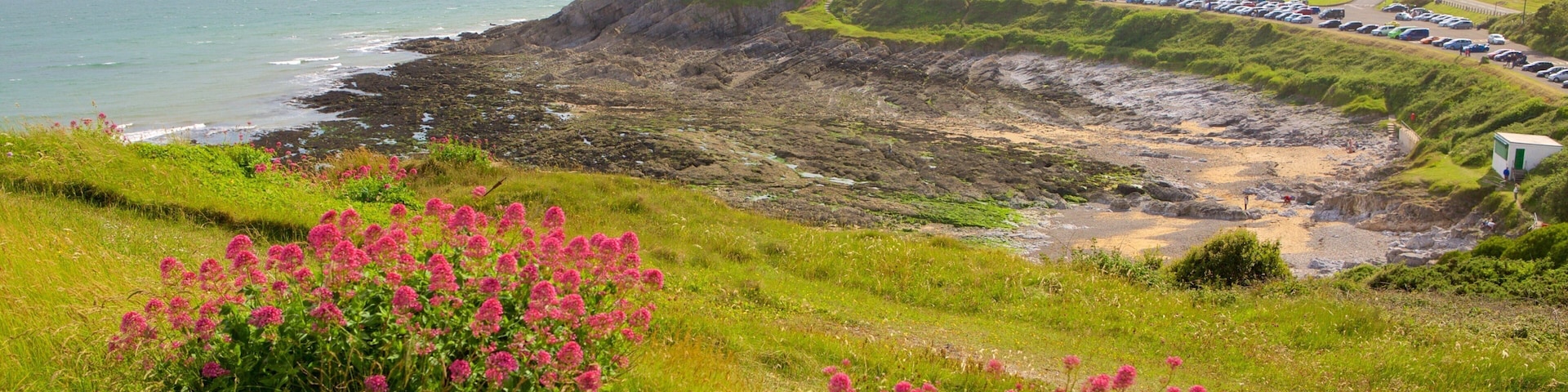 Praia de Bracelet Bay que inclui flores silvestres e paisagens litorâneas