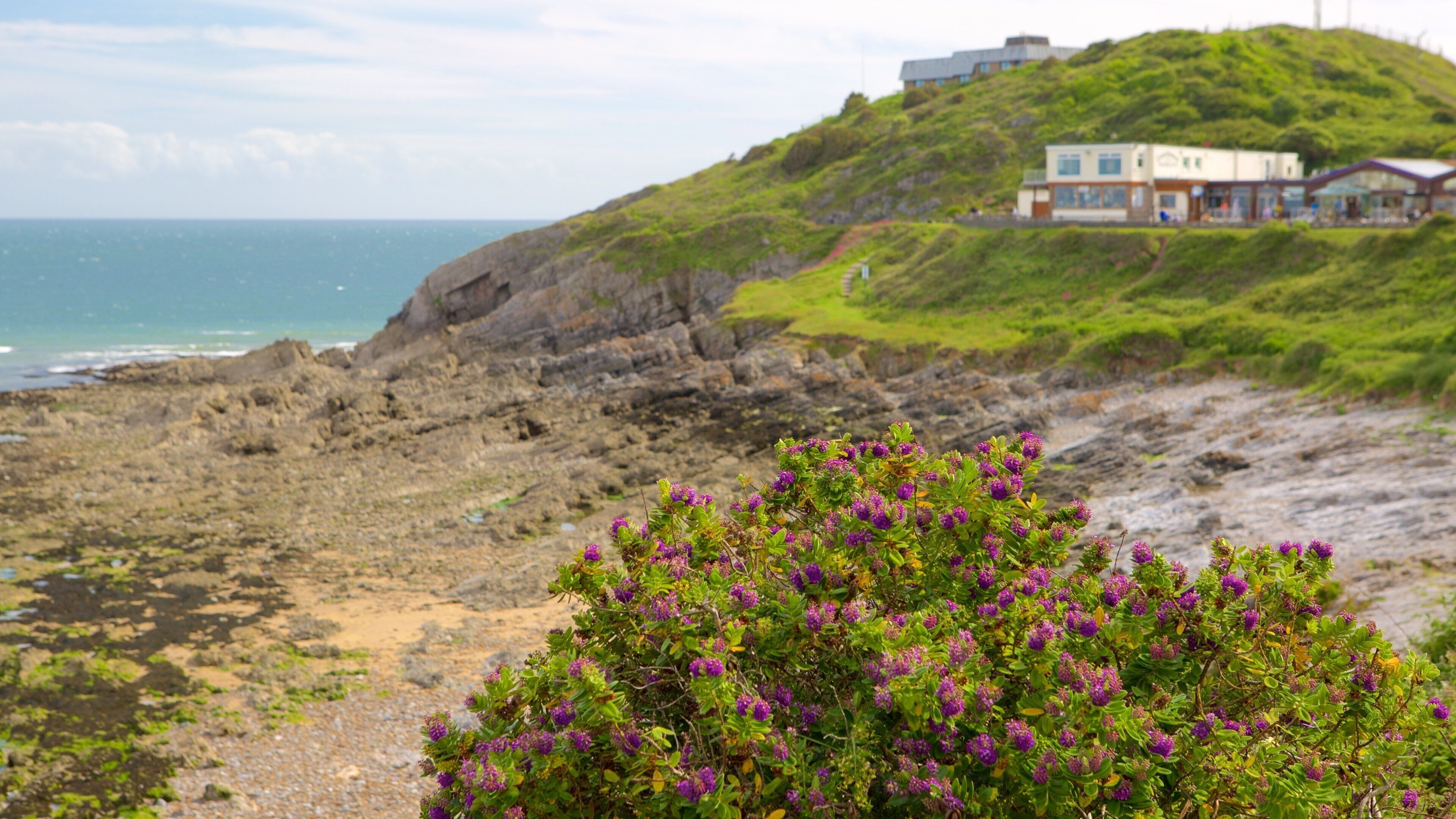 Bracelet Bay Beach showing rugged coastline, general coastal views and wildflowers
