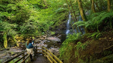 A forested area with a wooden bridge leading to a waterfall.