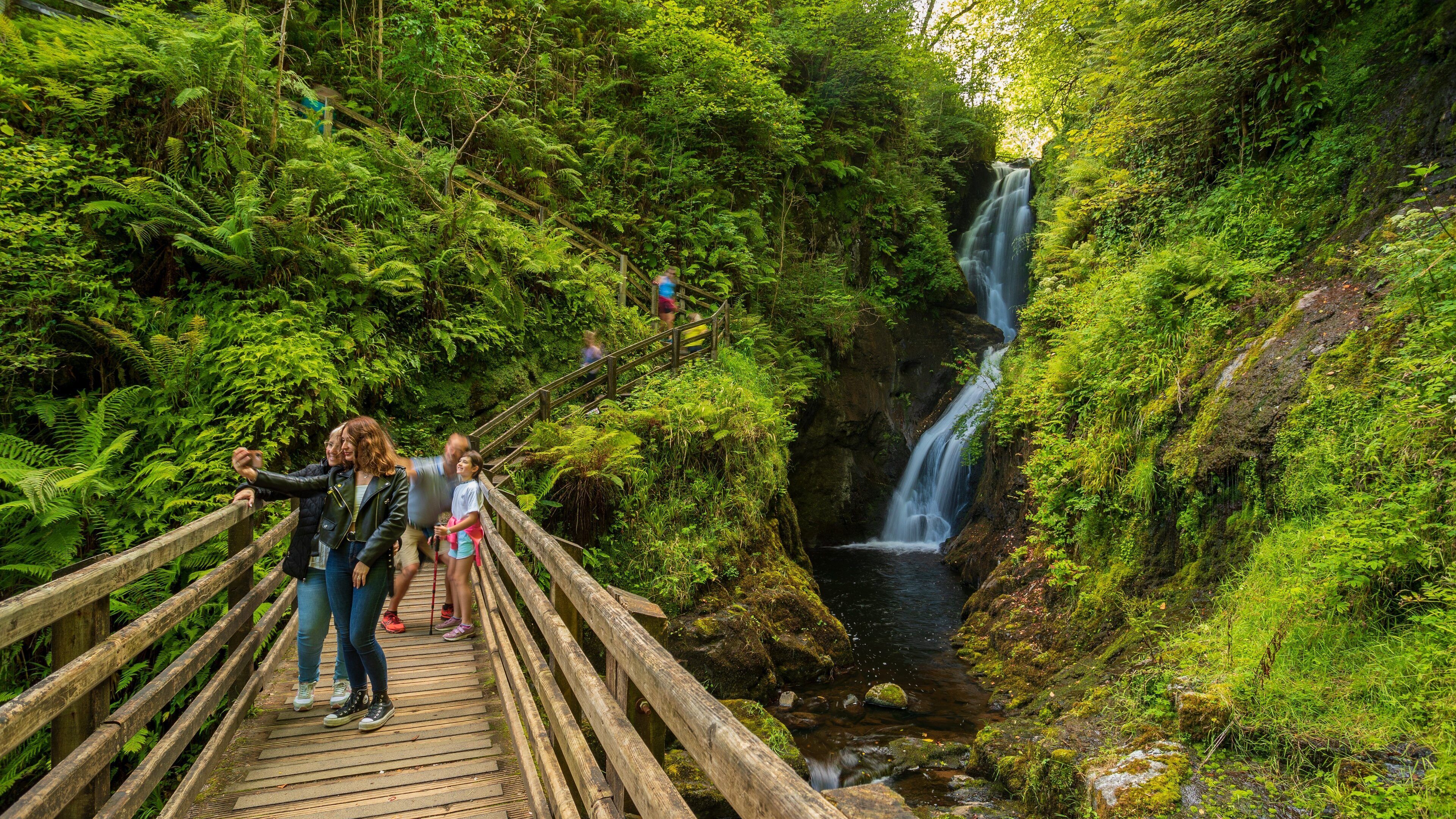 Un puente de madera sobre una cascada, rodeado de helechos verdes y frondosos.
