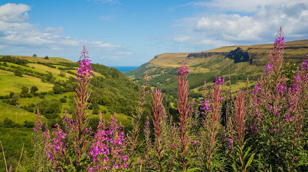 Glenariff Forest Park which includes wildflowers, tranquil scenes and landscape views