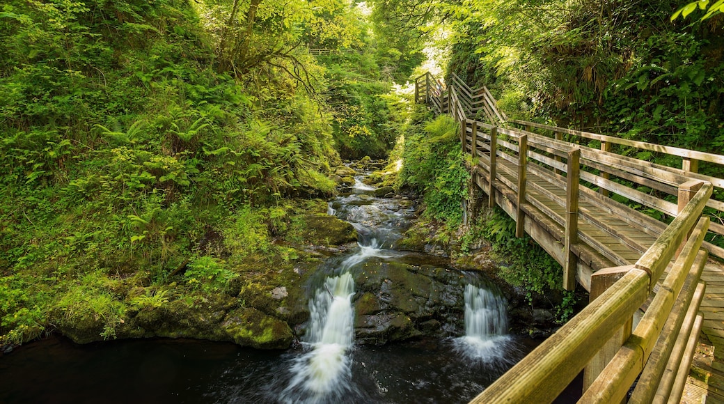 Glenariff Forest Park which includes a river or creek and forest scenes