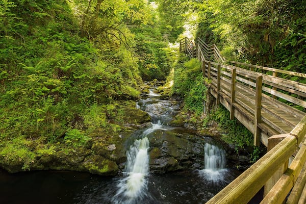 Glenariff Forest Park which includes a river or creek and forest scenes
