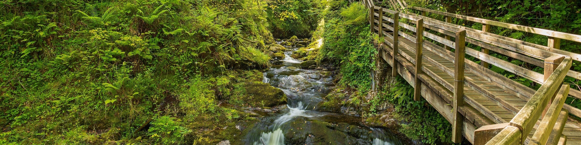 Glenariff Forest Park which includes a river or creek and forest scenes