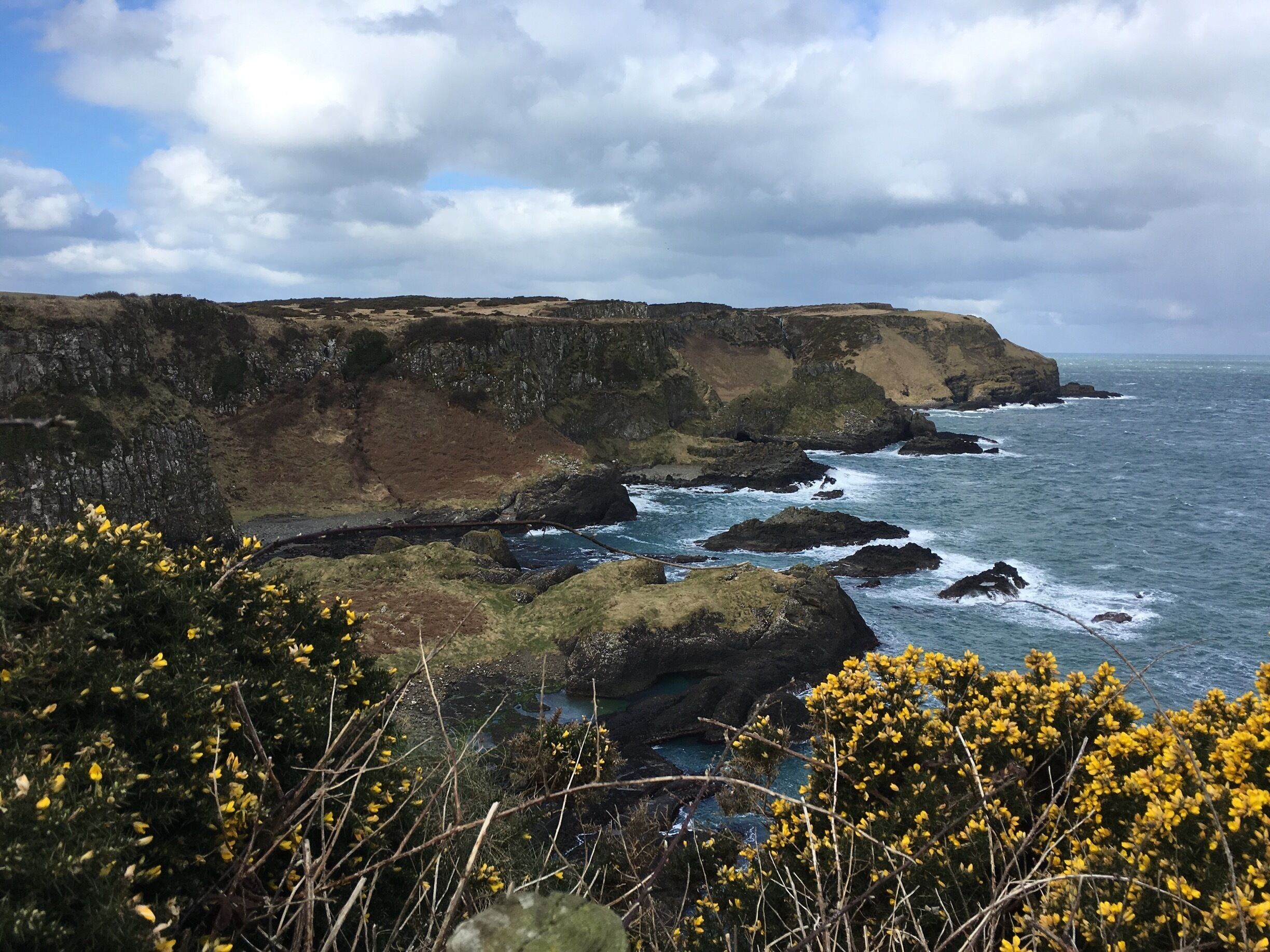 A coastal landscape with rocky cliffs, a sea, and yellow flowering plants in the foreground.