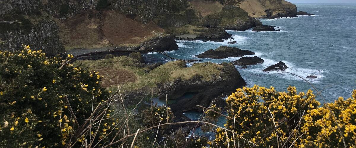 A coastal landscape with rocky cliffs, a sea, and yellow flowering plants in the foreground.