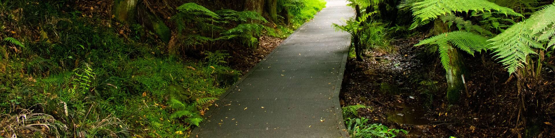 Rainforest walk at Australian National Botanic Gardens