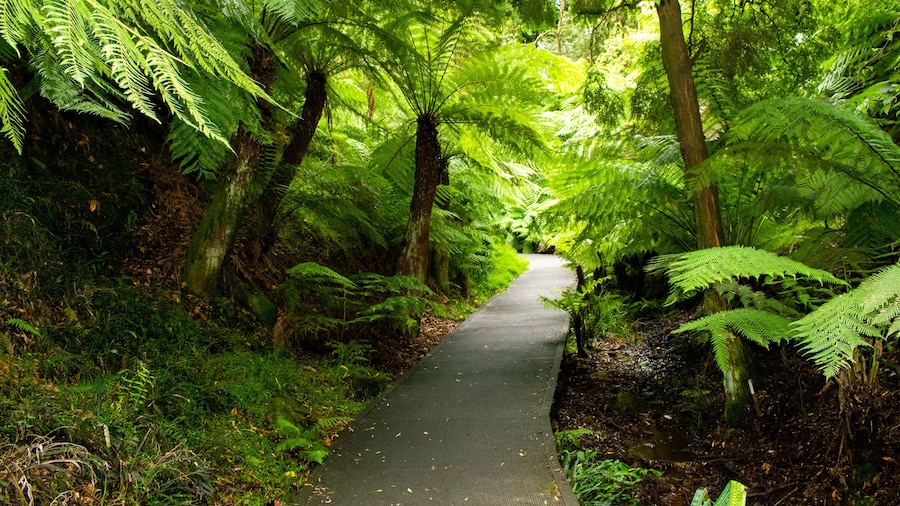 Rainforest walk at Australian National Botanic Gardens