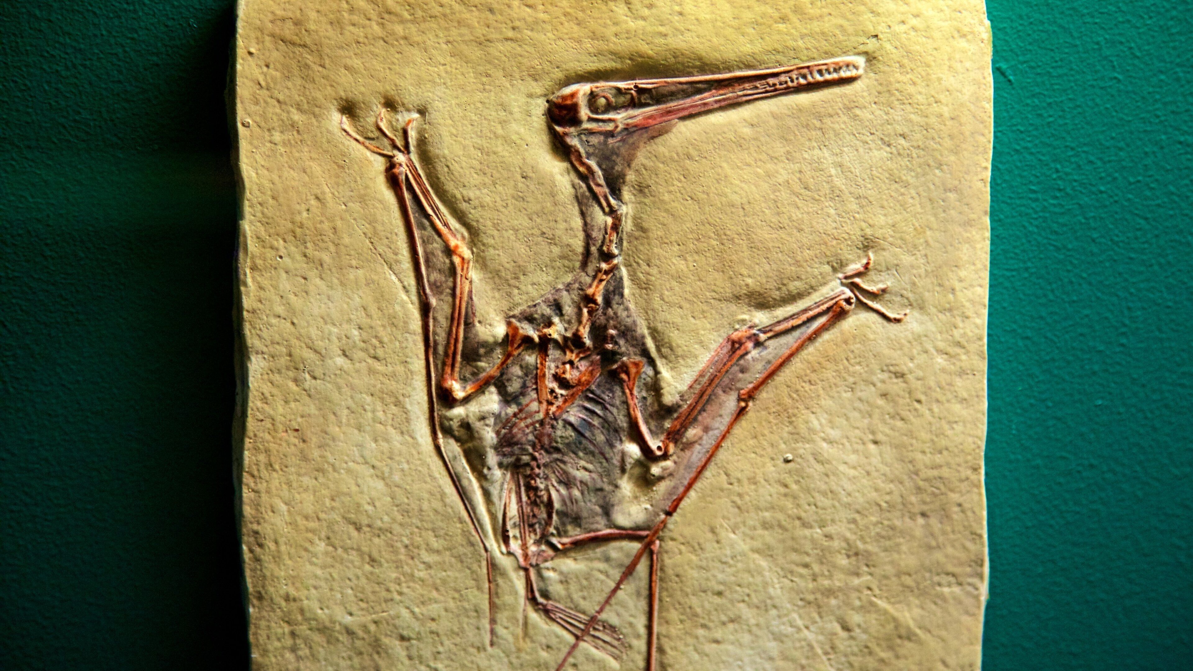 National Dinosaur Museum