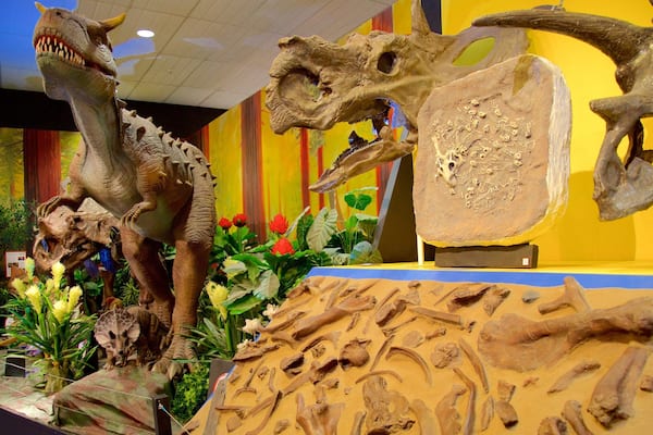 National Dinosaur Museum showing interior views