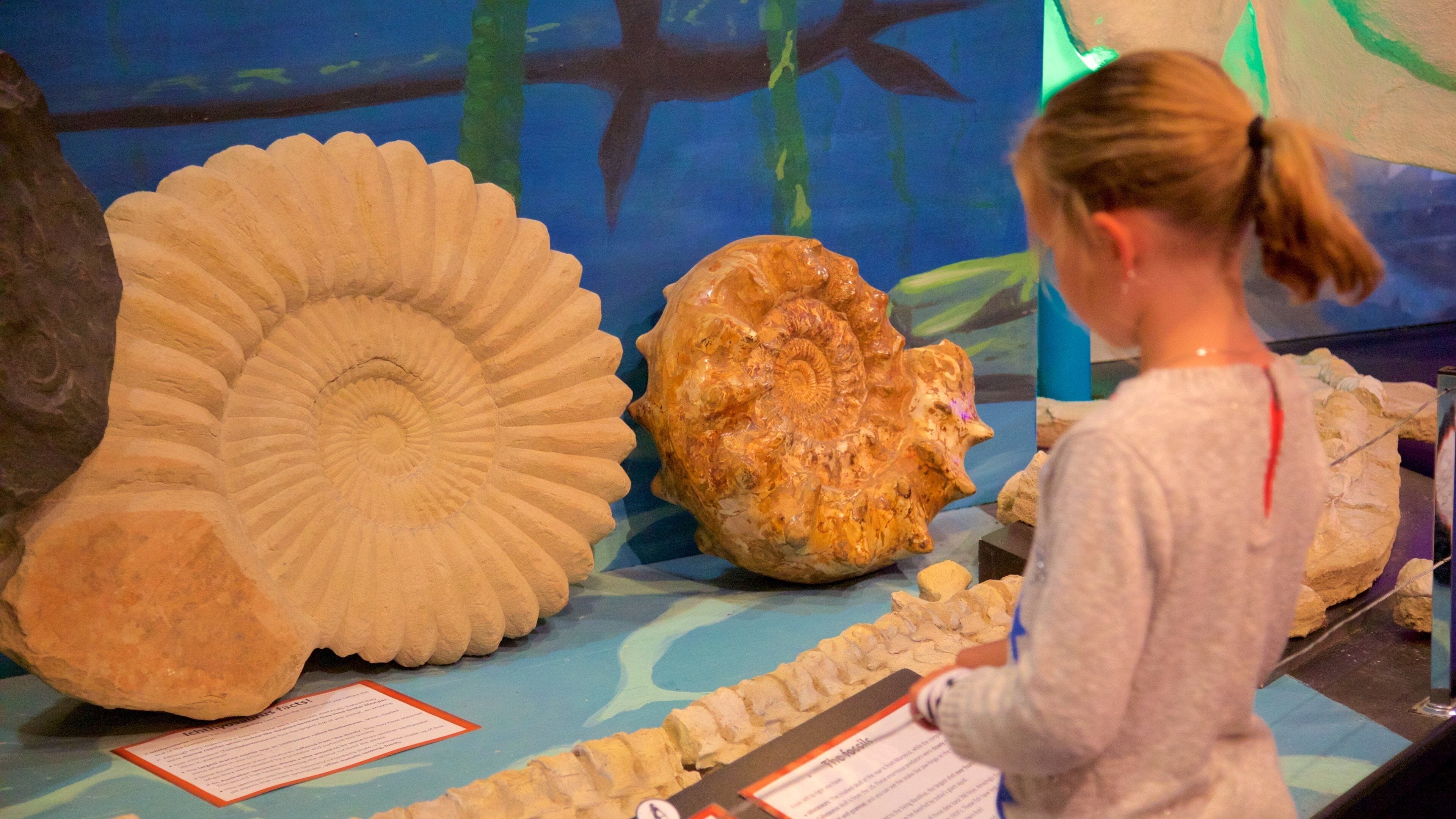 National Dinosaur Museum sowie einzelnes Kind