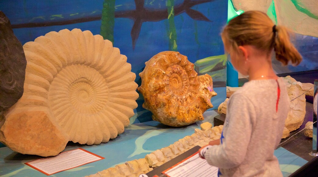 National Dinosaur Museum sowie einzelnes Kind