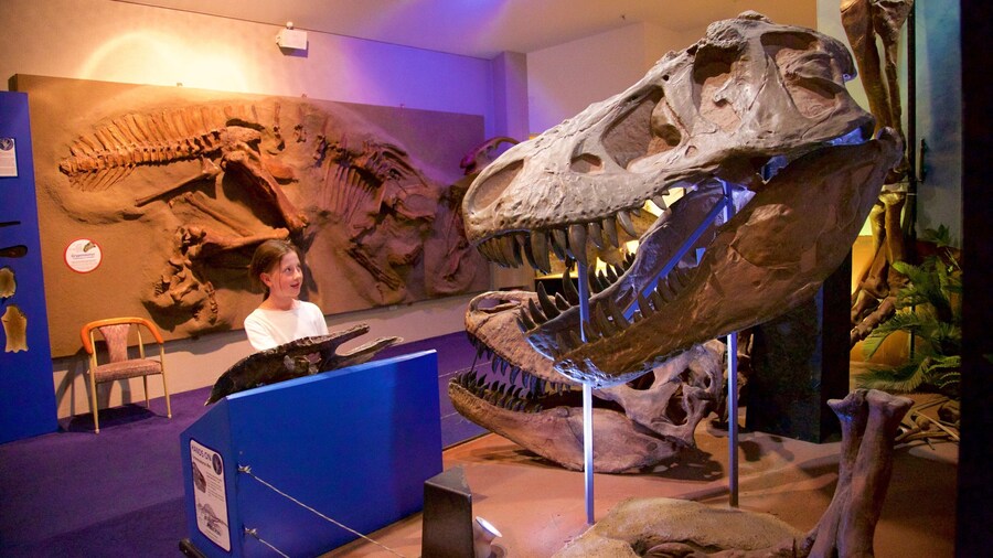 National Dinosaur Museum showing interior views as well as an individual child