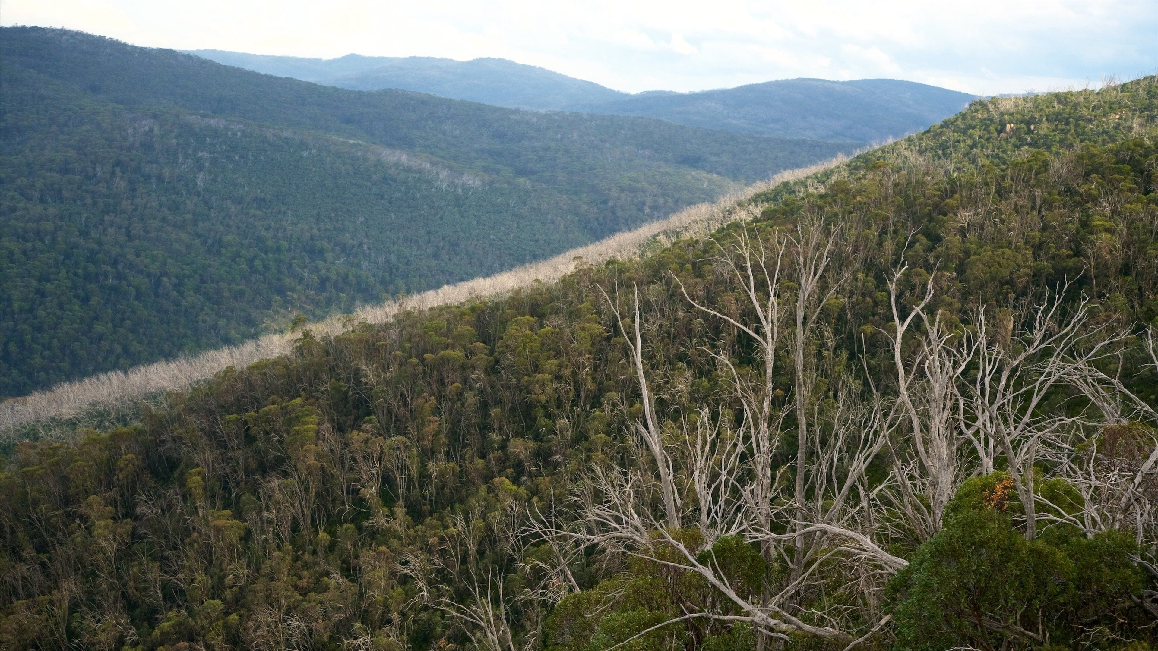 Thredbo which includes a garden