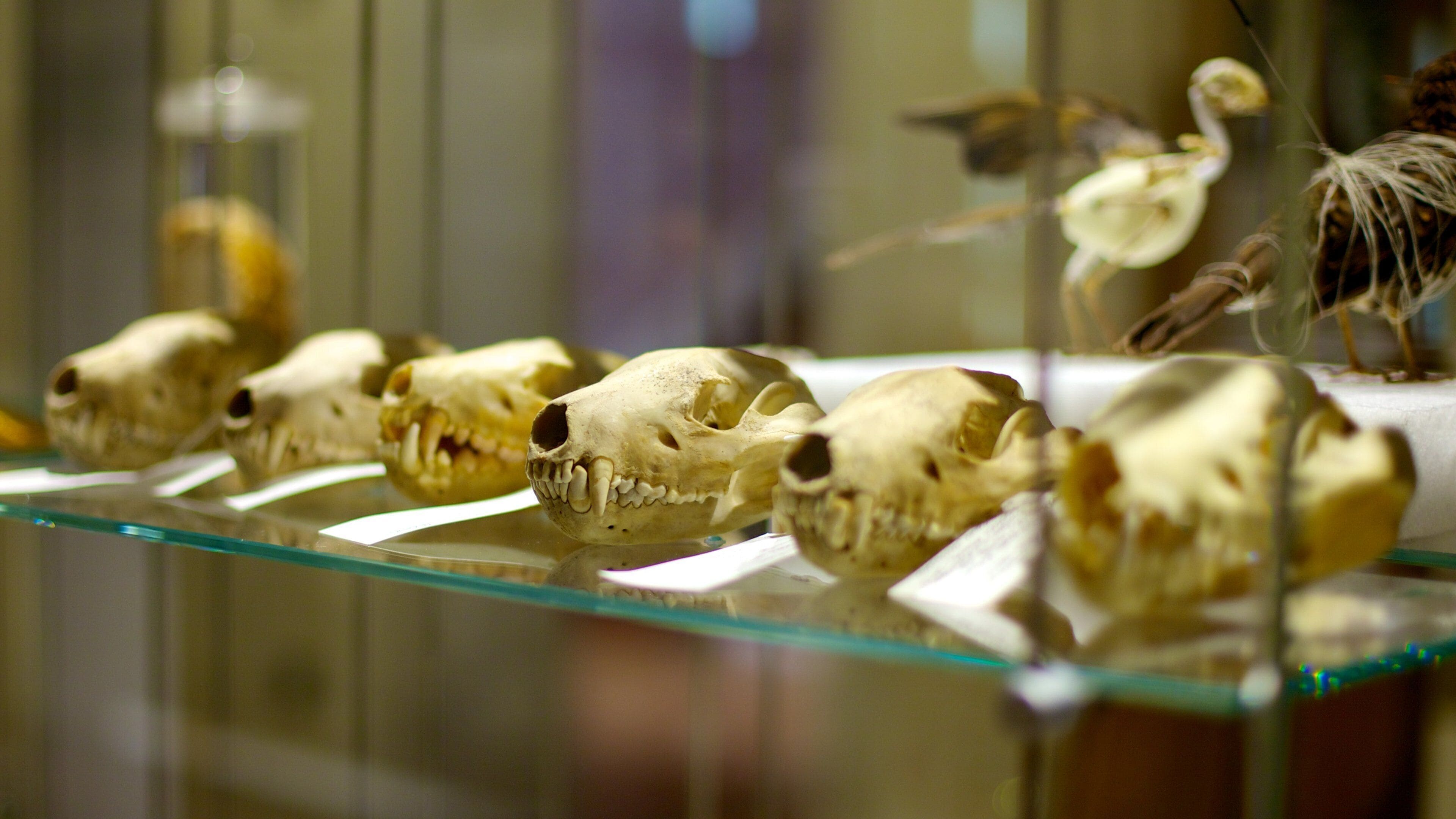 Tasmanian Museum and Art Gallery