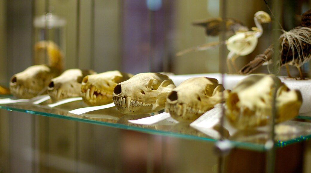 Tasmanian Museum and Art Gallery