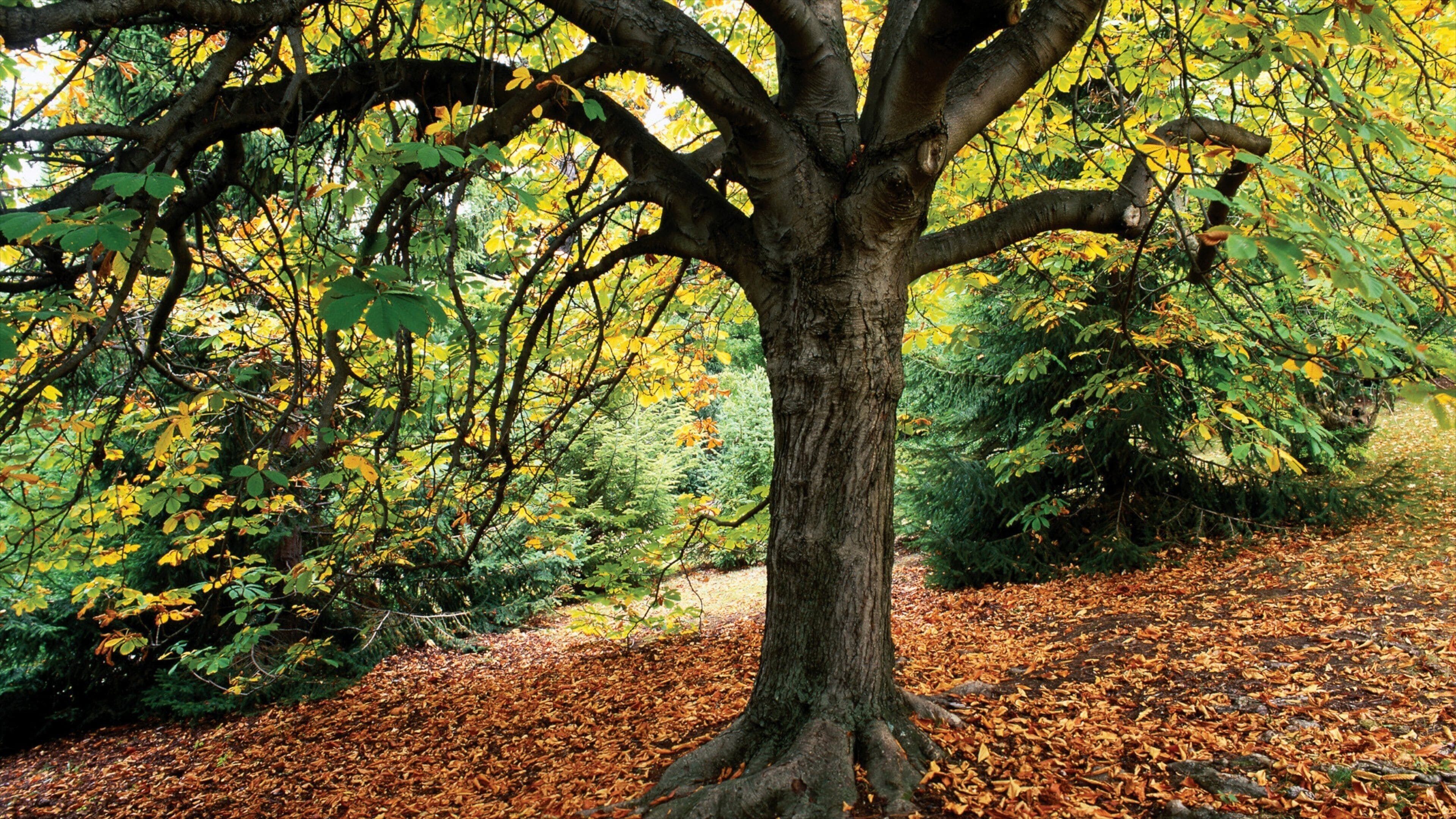 Royal Tasmanian Botanical Gardens which includes a park and autumn colours