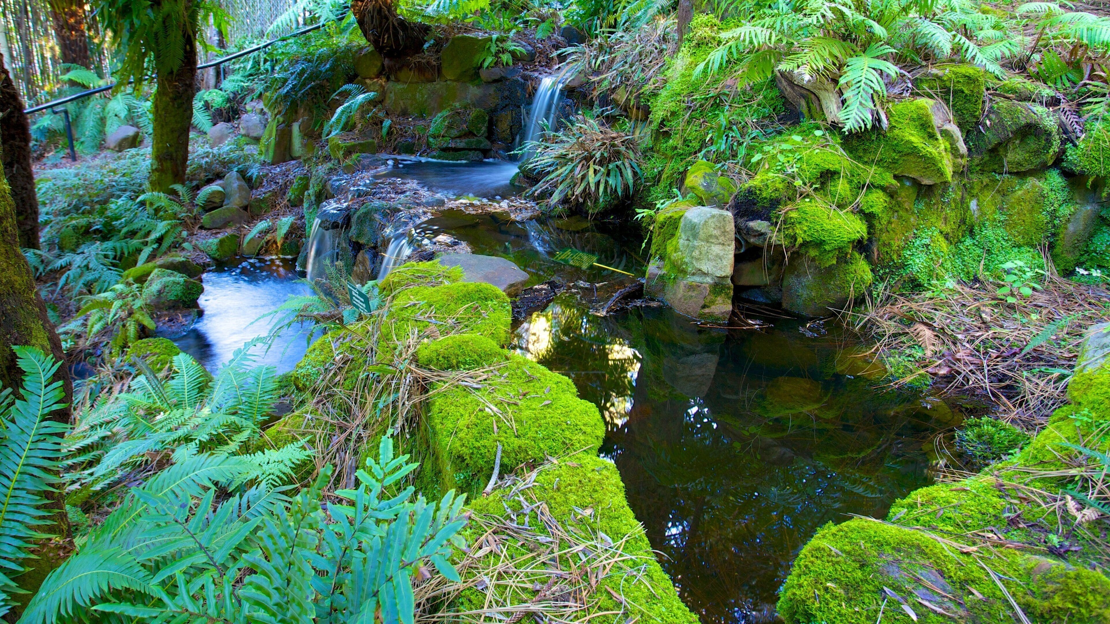 Royal Tasmanian Botanical Gardens which includes a park, rainforest and a river or creek