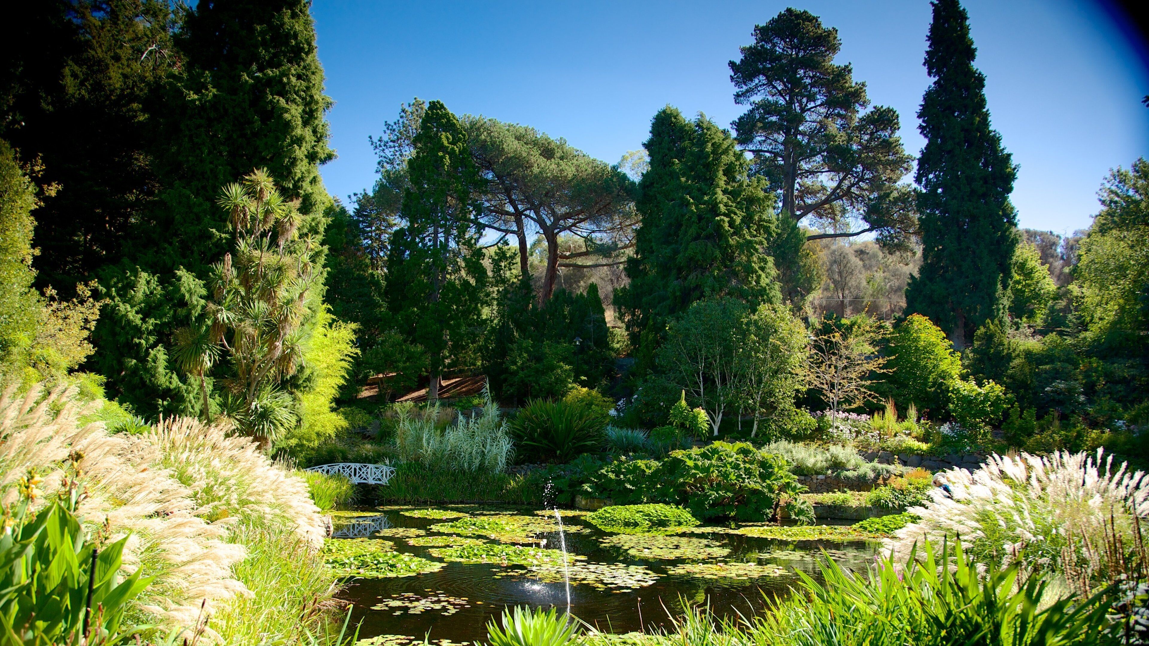 Royal Tasmanian Botanical Gardens som viser en dam og en have
