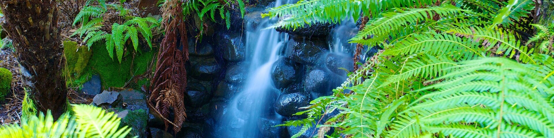 Real Jardín Botánico de Tasmania mostrando selva y cataratas