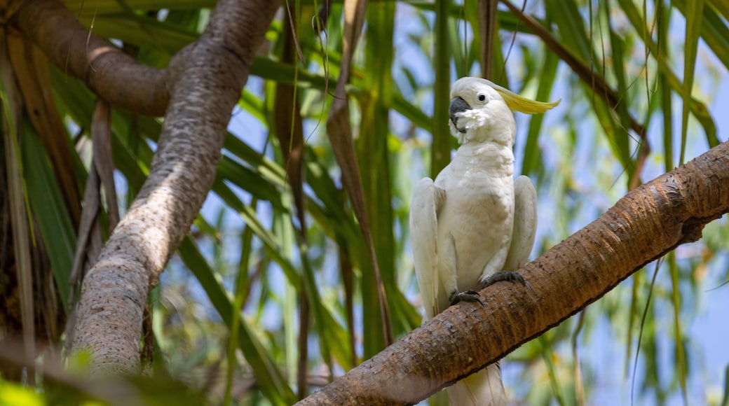 Litchfield National Park showing bird life