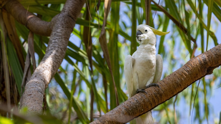 Litchfield National Park showing bird life