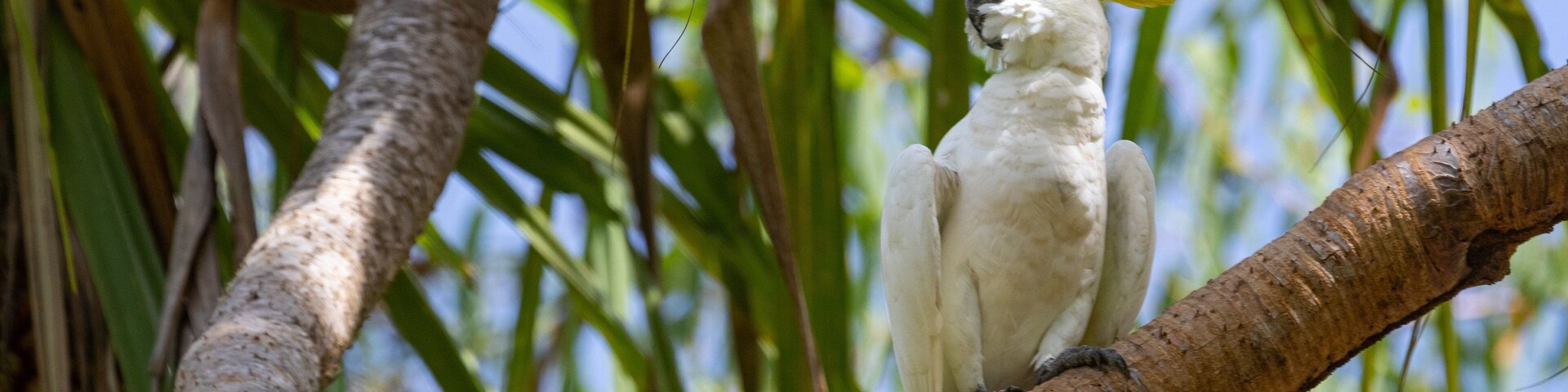 Litchfield National Park showing bird life