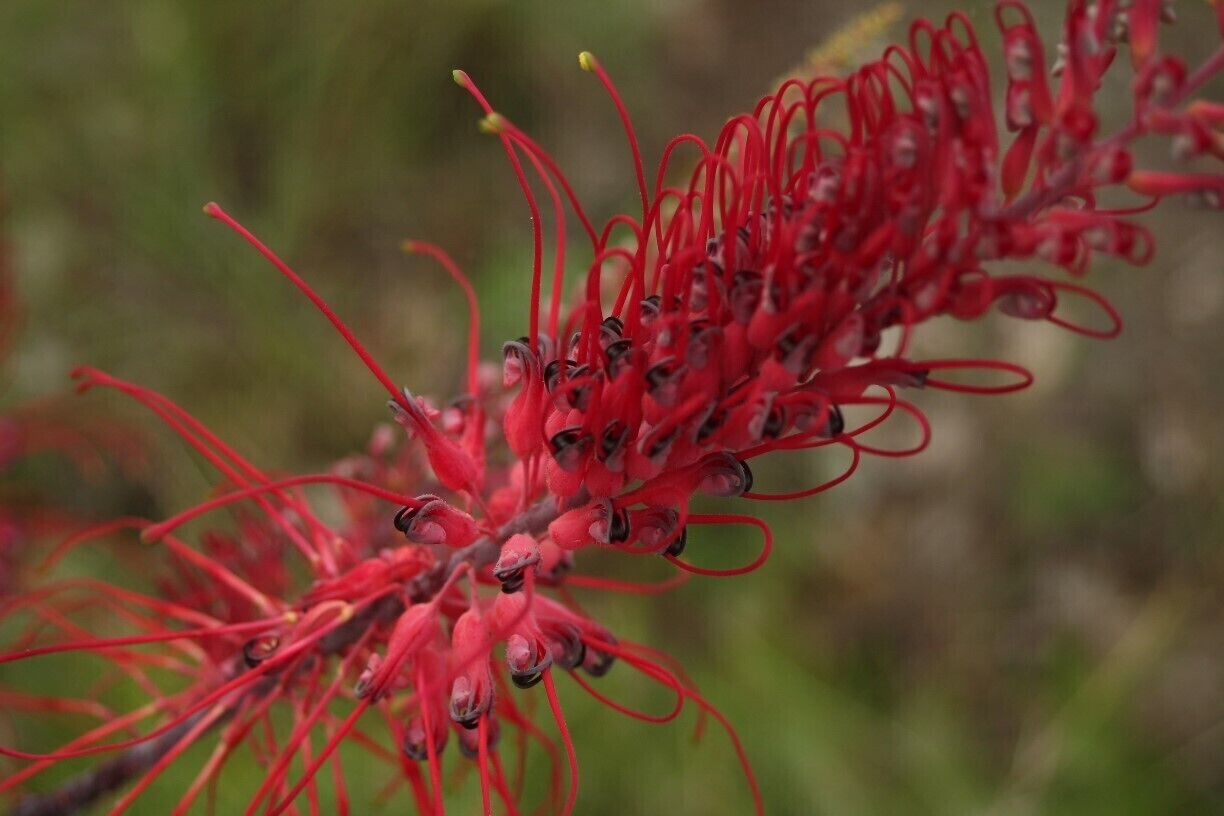 The Katherine gorge has many beautiful walks I took this photo in the wet season. 