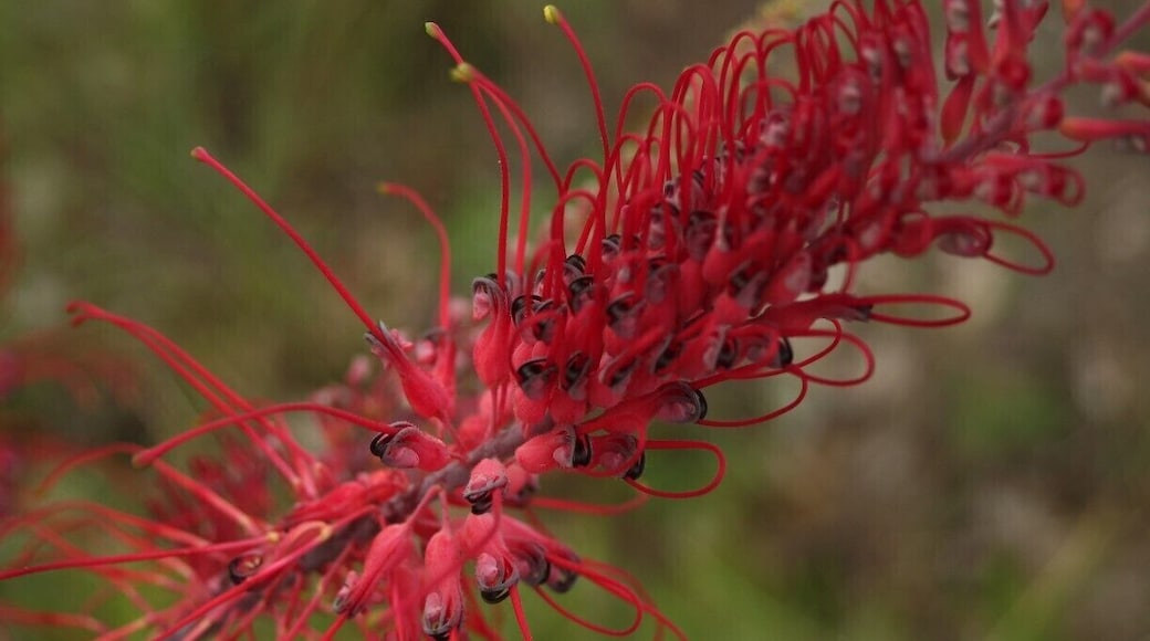 The Katherine gorge has many beautiful walks I took this photo in the wet season.