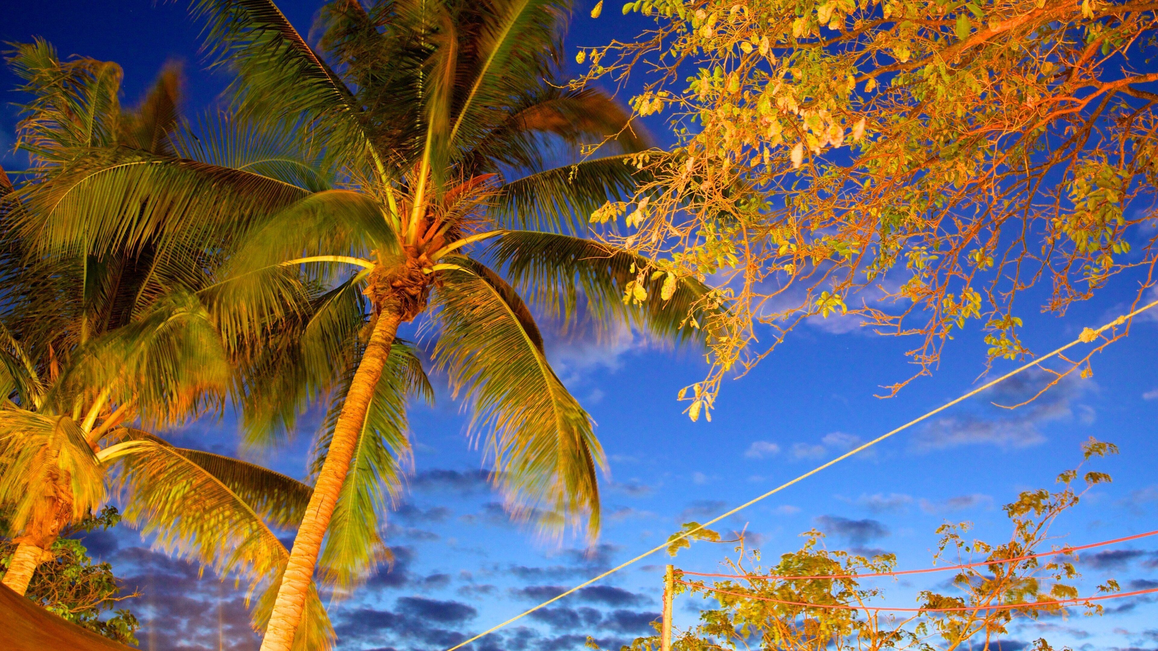 Mindil Beach featuring tropical scenes and night scenes